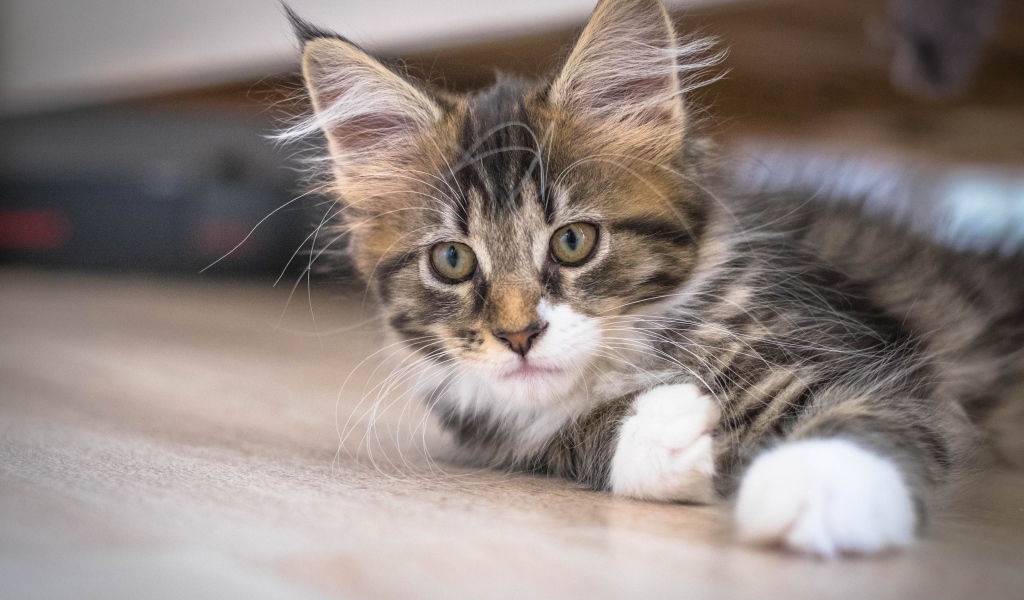 Дорогой породистый котенок мейн кун 