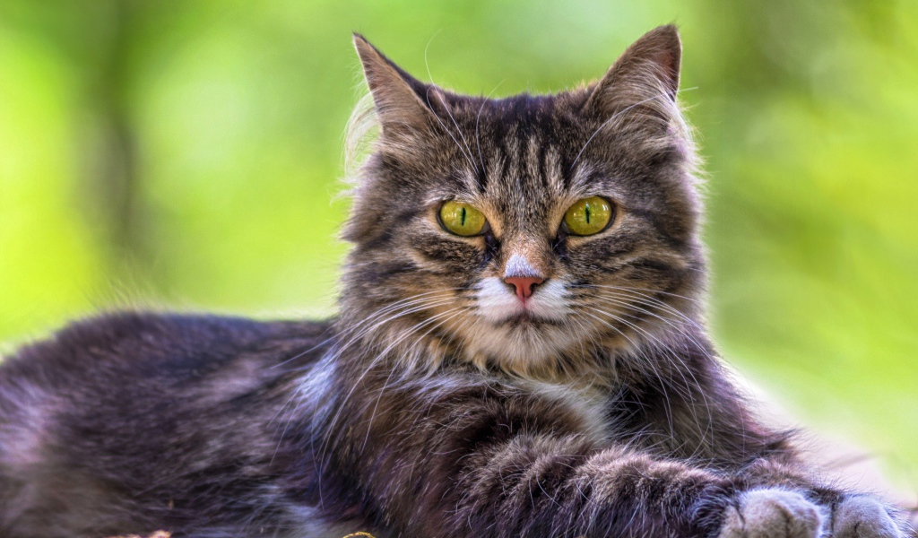 Недовольный серый кот с желтыми глазами 