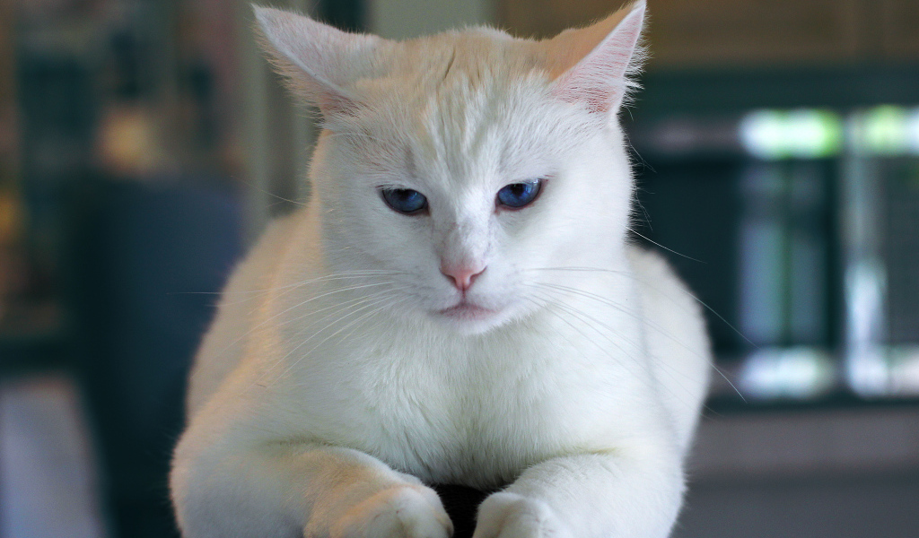 Недовольный голубоглазый белый кот 