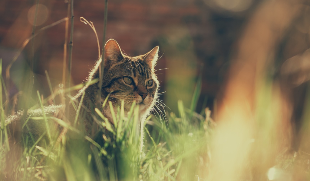 Недовольный серый кот в траве