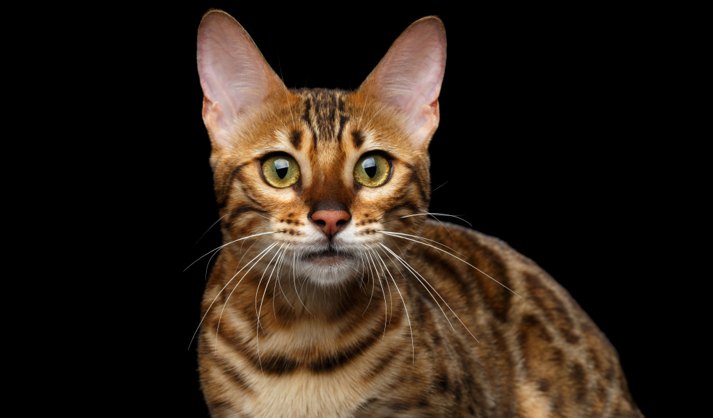 Дорогая Бенгальская кошка на черном фоне