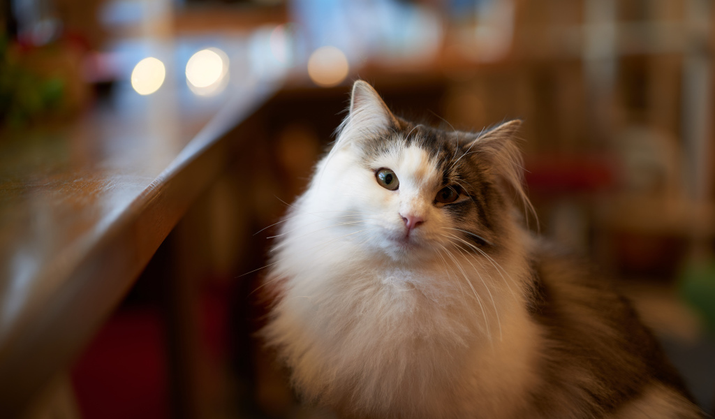 Пушистый красивый кот сидит у стола 