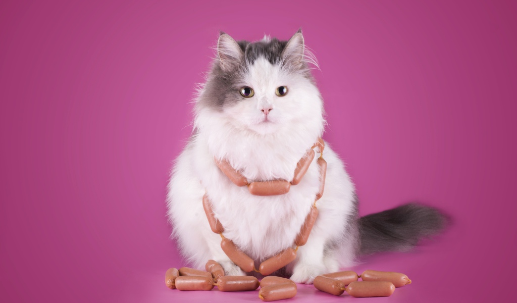 Пушистый кот с сосисками на розовом фоне