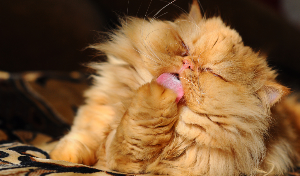 Fluffy red Persian cat licks paw