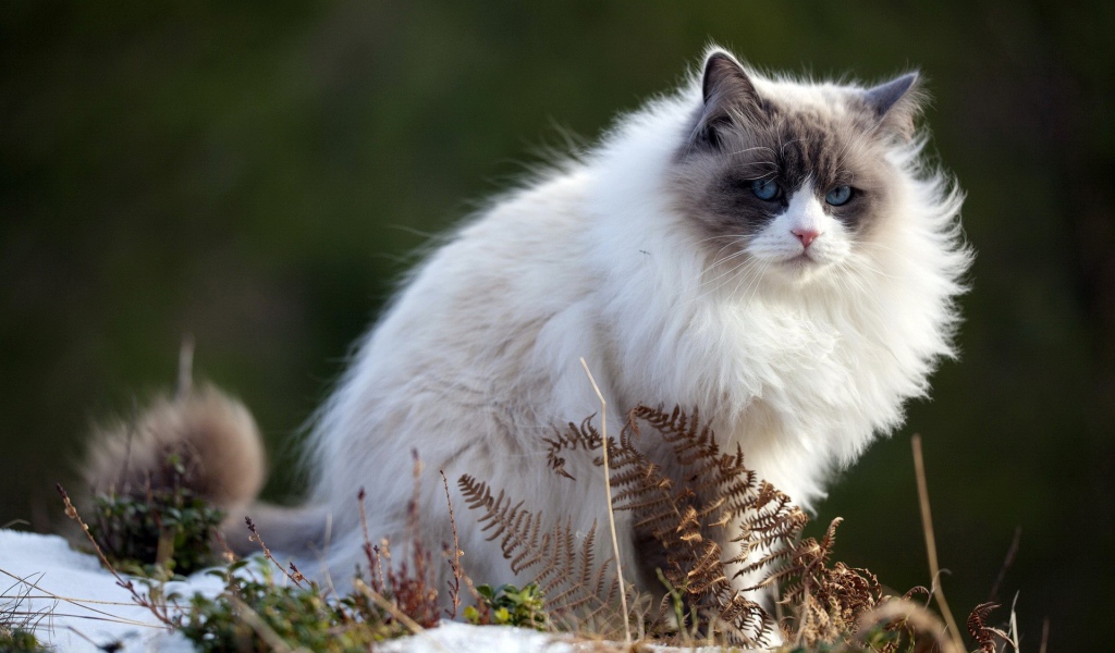 Пушистый породистый кот сидит на тающем снегу весной