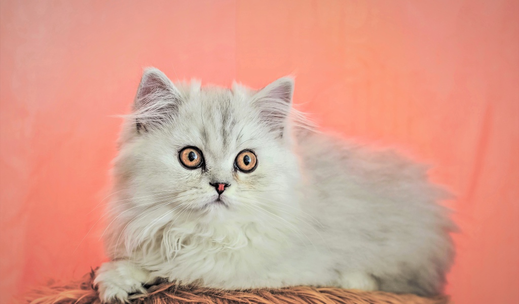 Пушистый белый персидский котенок на розовом фоне