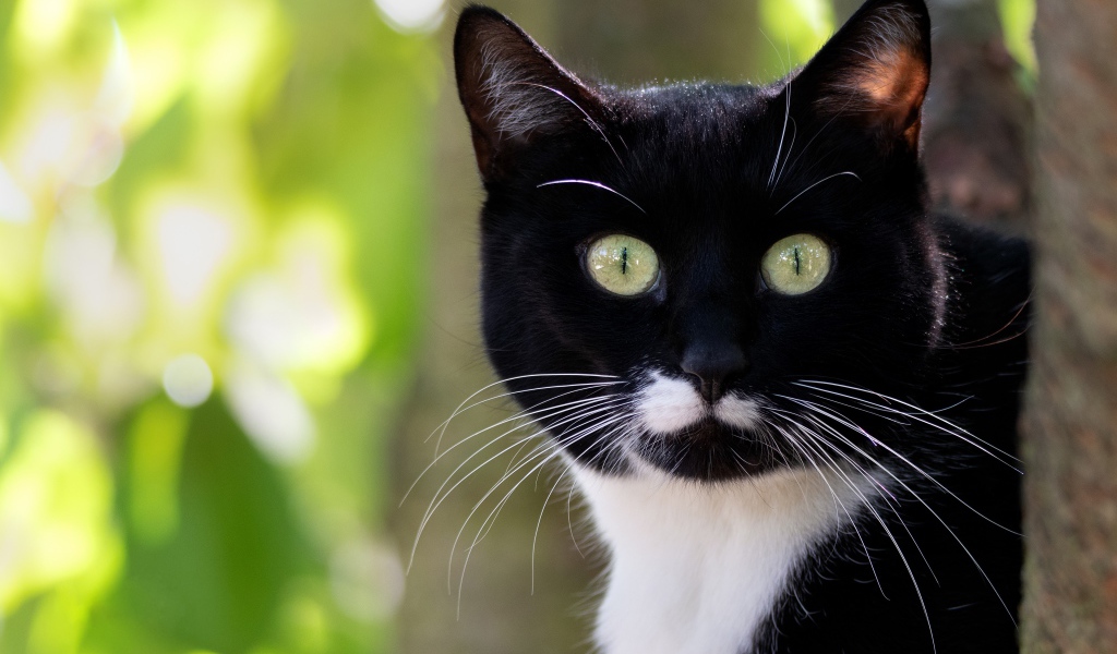 Испуганный черно белый кот с длинными усами 