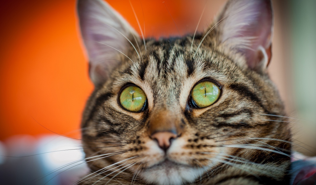 Забавная морда серого зеленоглазого кота