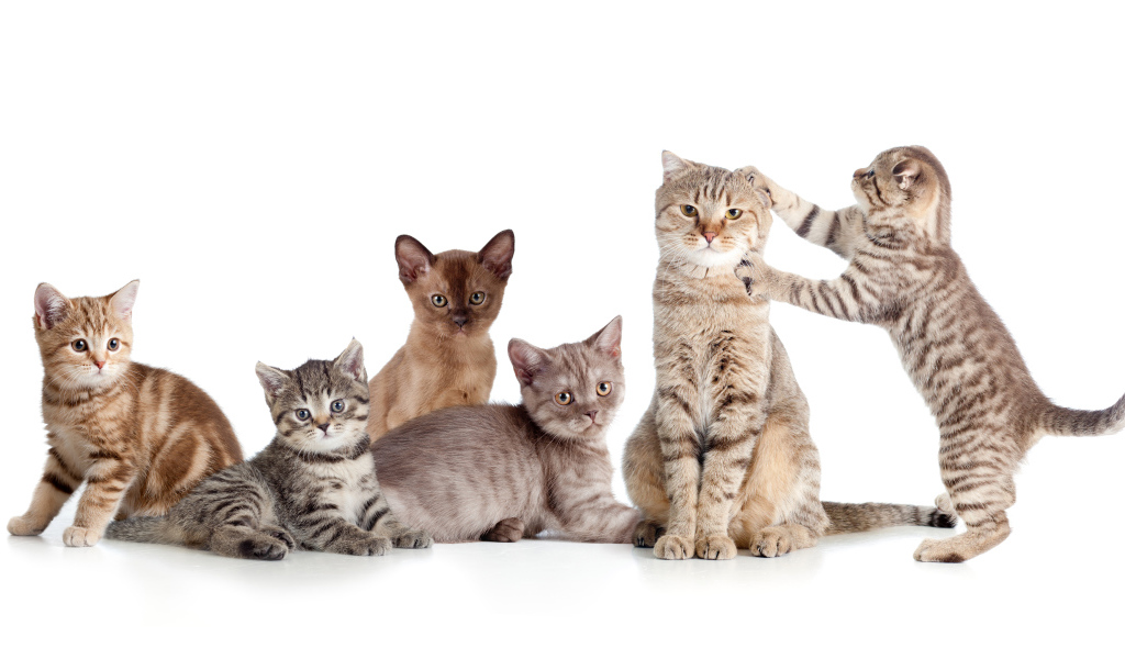Забавные маленькие котята на белом фоне