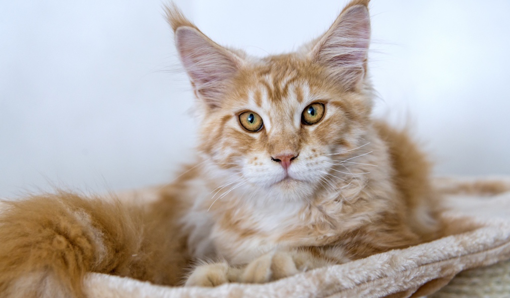 Пушистый рыжий кот породы мейн кун