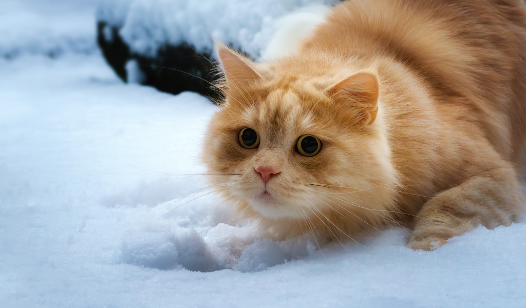 Пушистый рыжий кот лежит на снегу 
