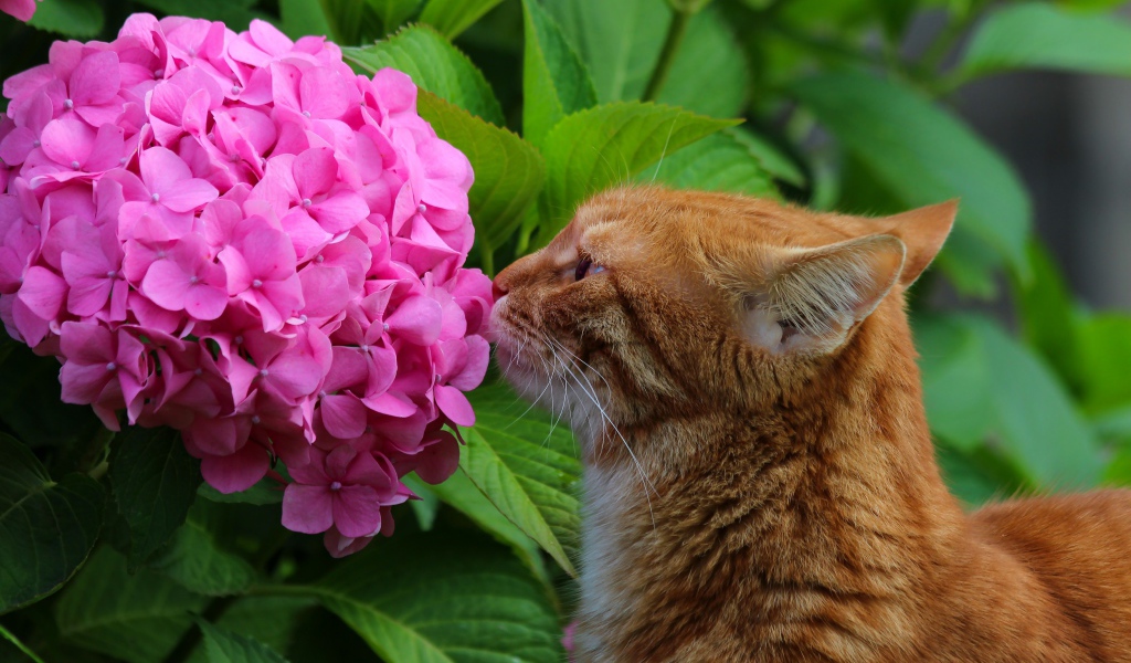 Рыжий кот нюхает розовый цветок гортензии