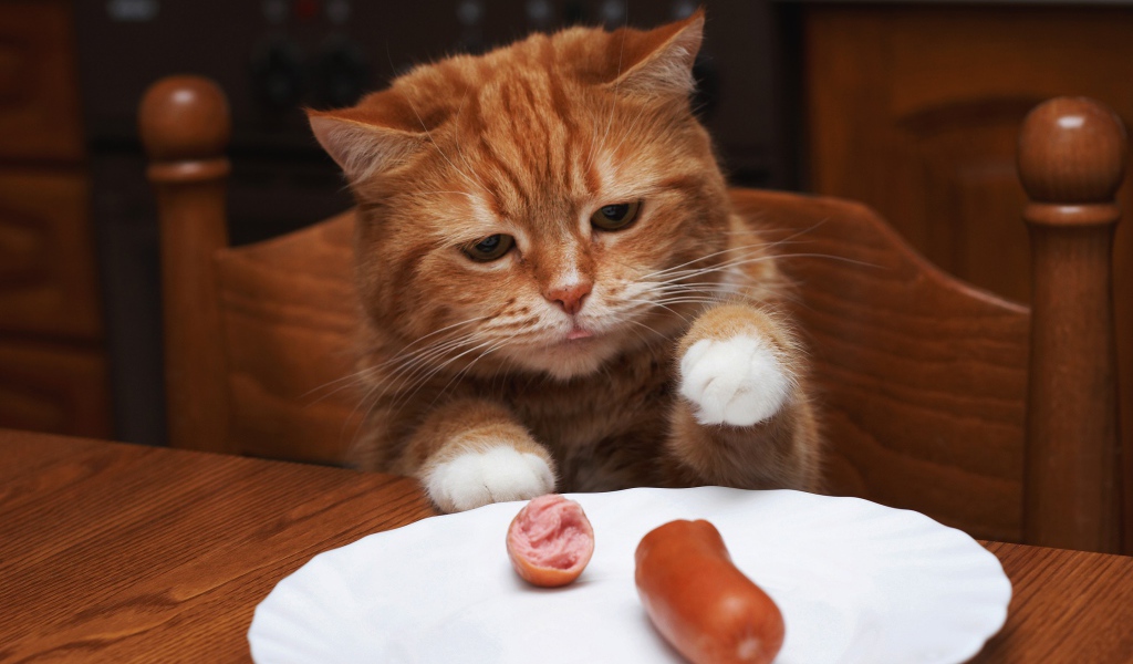 Рыжик кот ворует сосиску с тарелки на столе