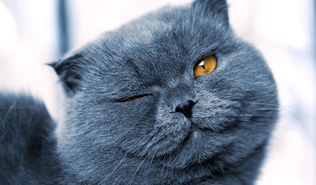 Серый британский кот подмигивает глазом 