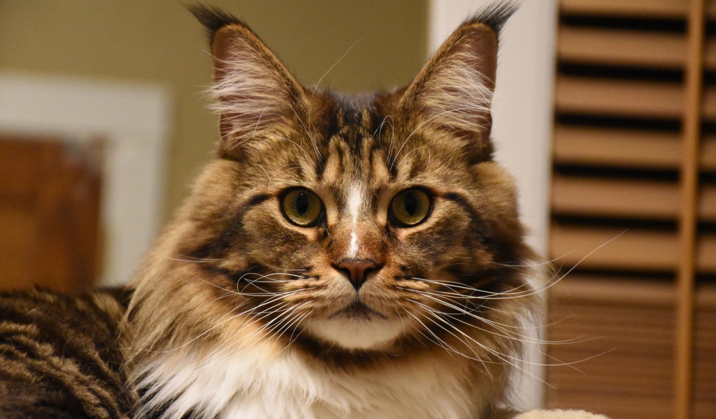 Серый красивый кот мейн кун крупным планом 