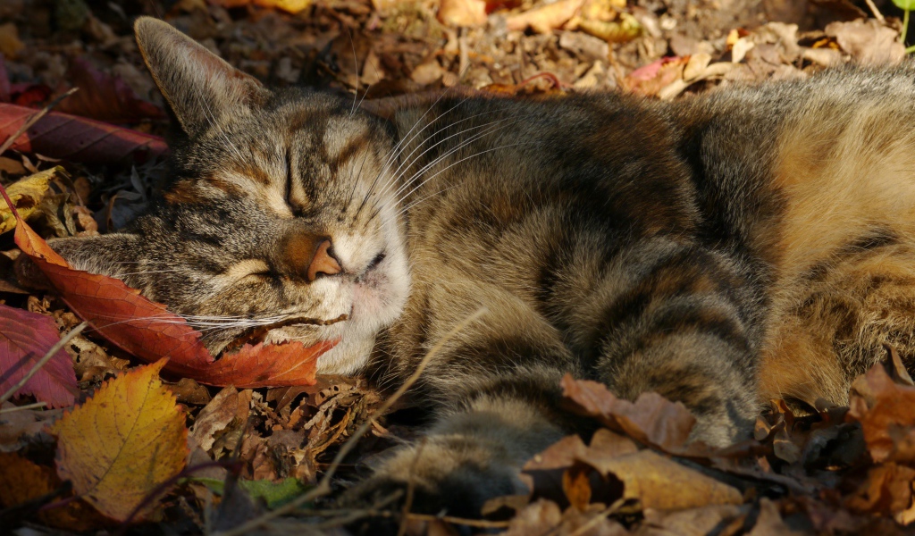 Серый красивый кот спит на желтой опавшей листве