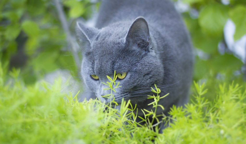 Серый кот британец ест зеленую траву