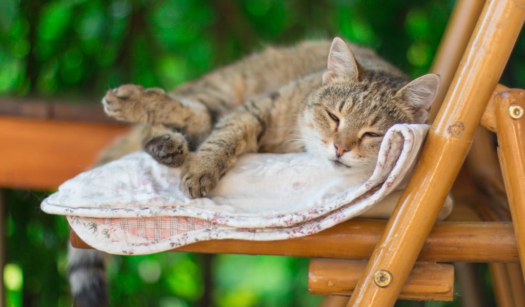 Серый кот спит на лавке