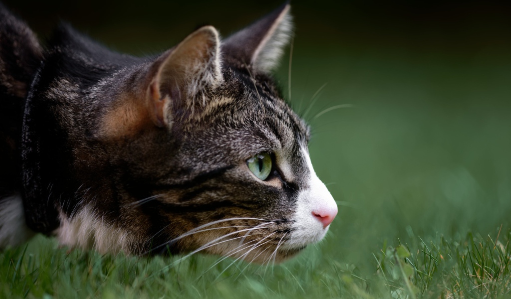 Серый кот охотится в зеленой траве 