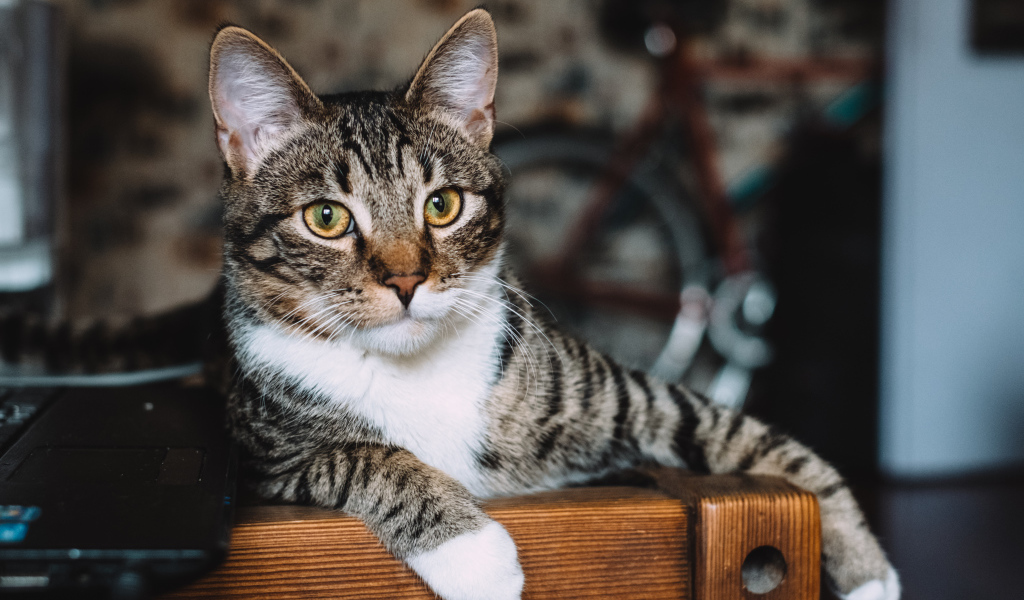 Серый кот лежит возле ноутбука 