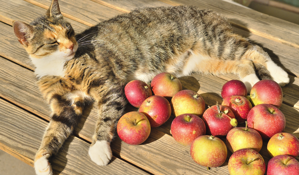 Серый кот лежит на столе с красными яблоками