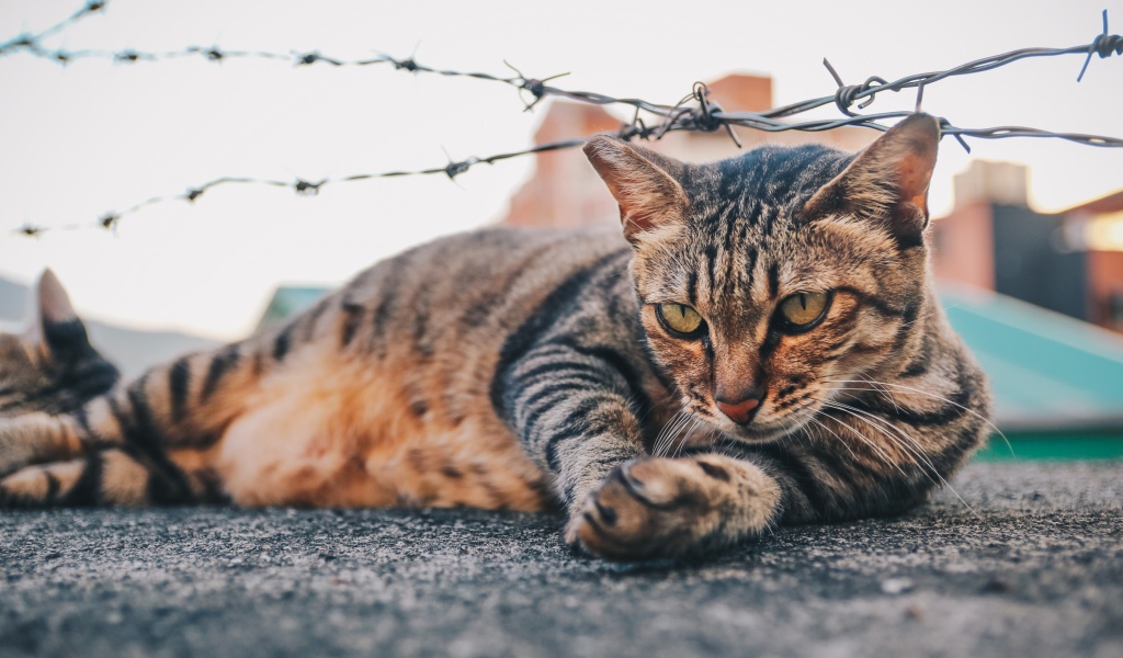 Серый кот лежит под колючей проволокой