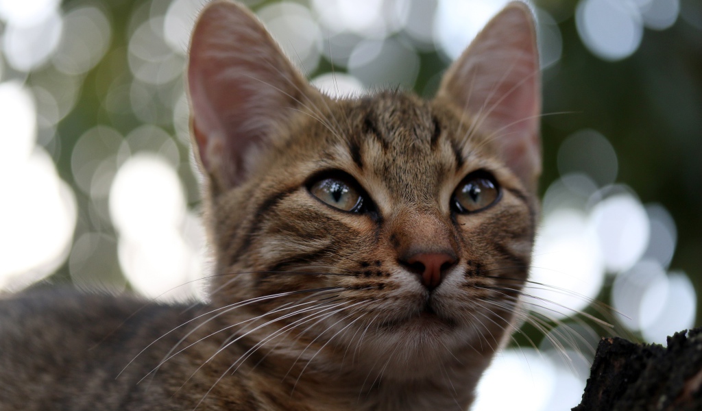 Серый кот дремлет на дереве