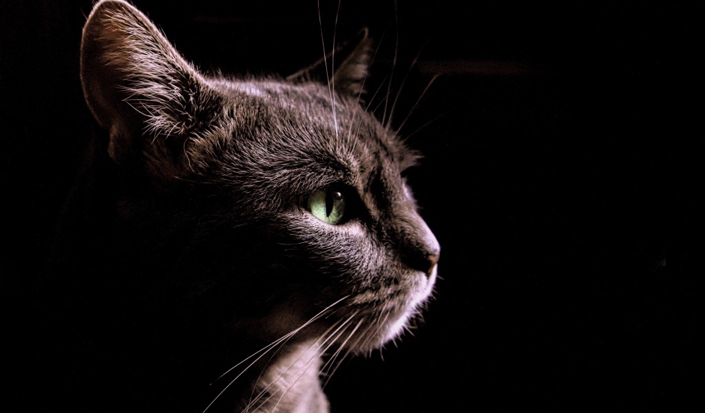 Серый кот на черном фоне, вид сбоку
