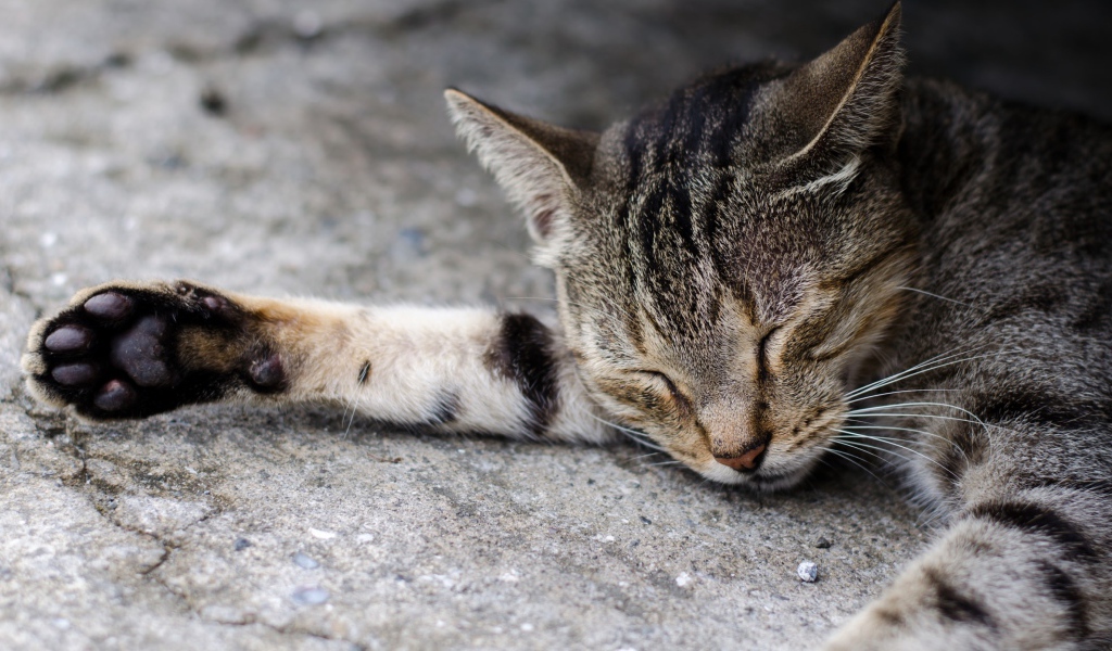 Спящий серый кот на асфальте