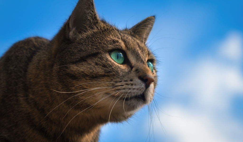 Серый зеленоглазый кот на фоне голубого неба