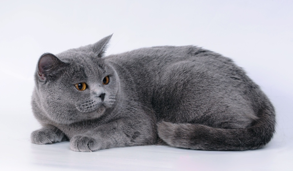 Большой британский кот на сером фоне