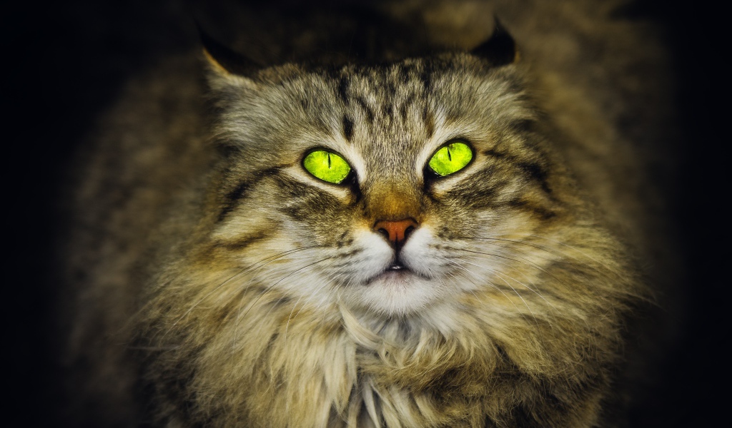 Большой пушистый серый кот с красивыми глазами