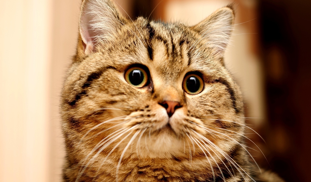 Большой серый кот с удивленным взглядом