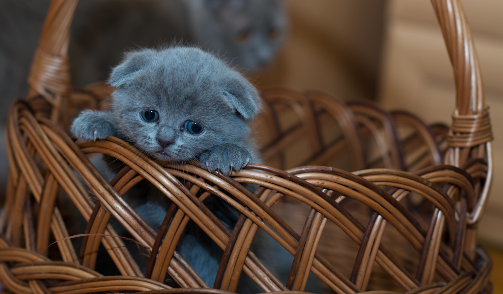 Маленький британский вислоухий котенок в корзине