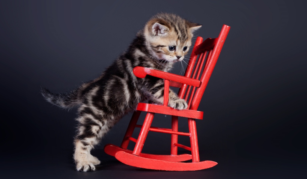 Маленький шотландский котенок на красном игрушечном кресле