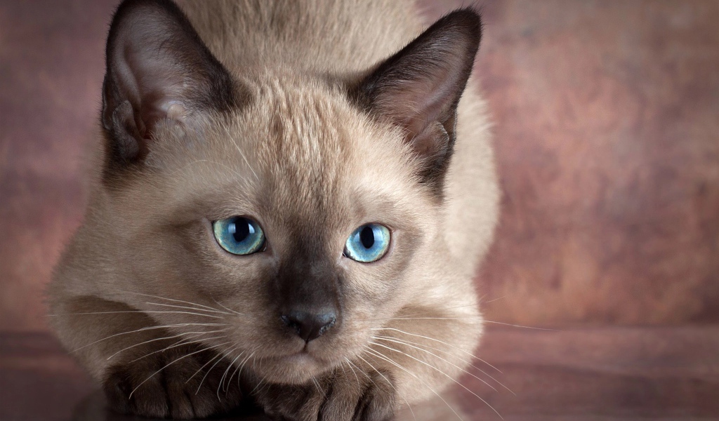 Маленький голубоглазый сиамский котенок