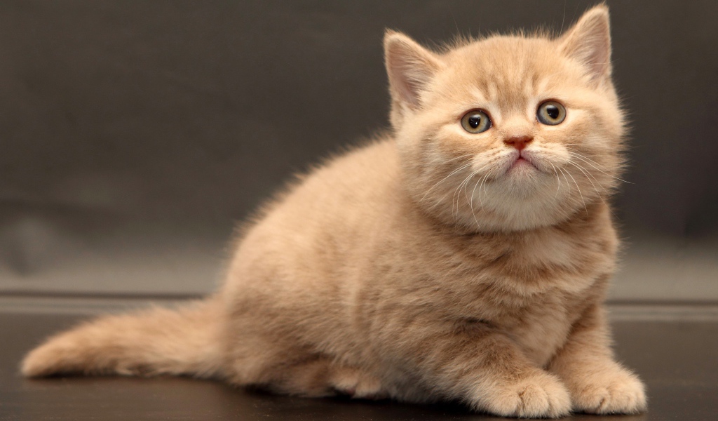 Маленький милый рыжий котенок на сером фоне