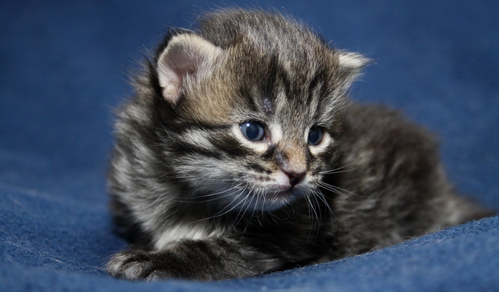 Маленький милый серый котенок крупным планом