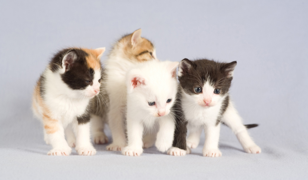 Маленькие милые котята на сером фоне
