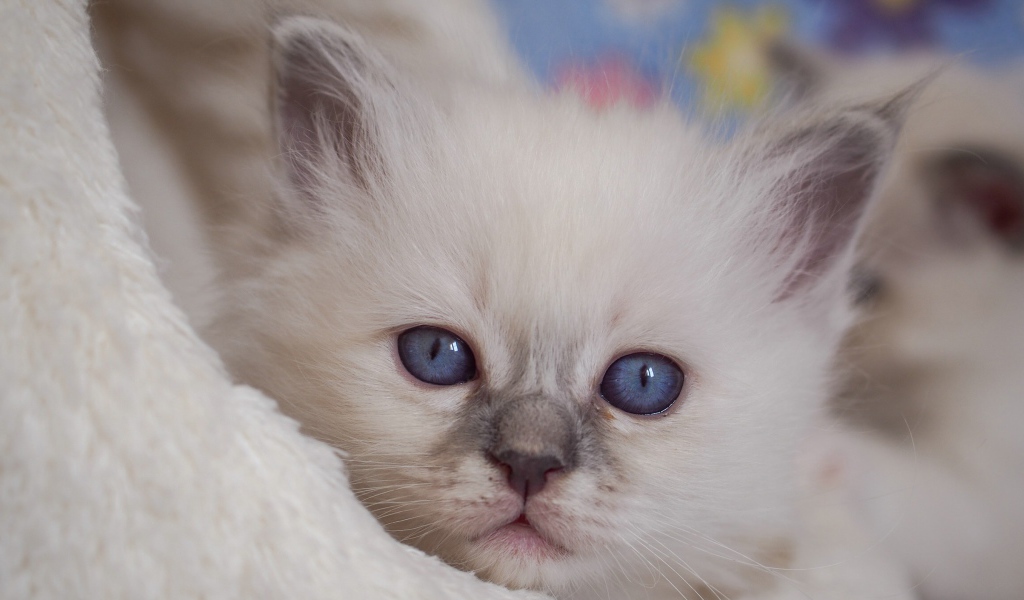 Маленький милый голубоглазый котенок