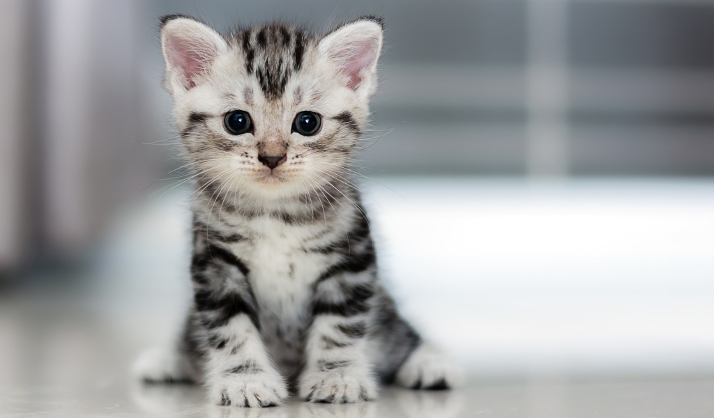 Маленький милый серый котенок 