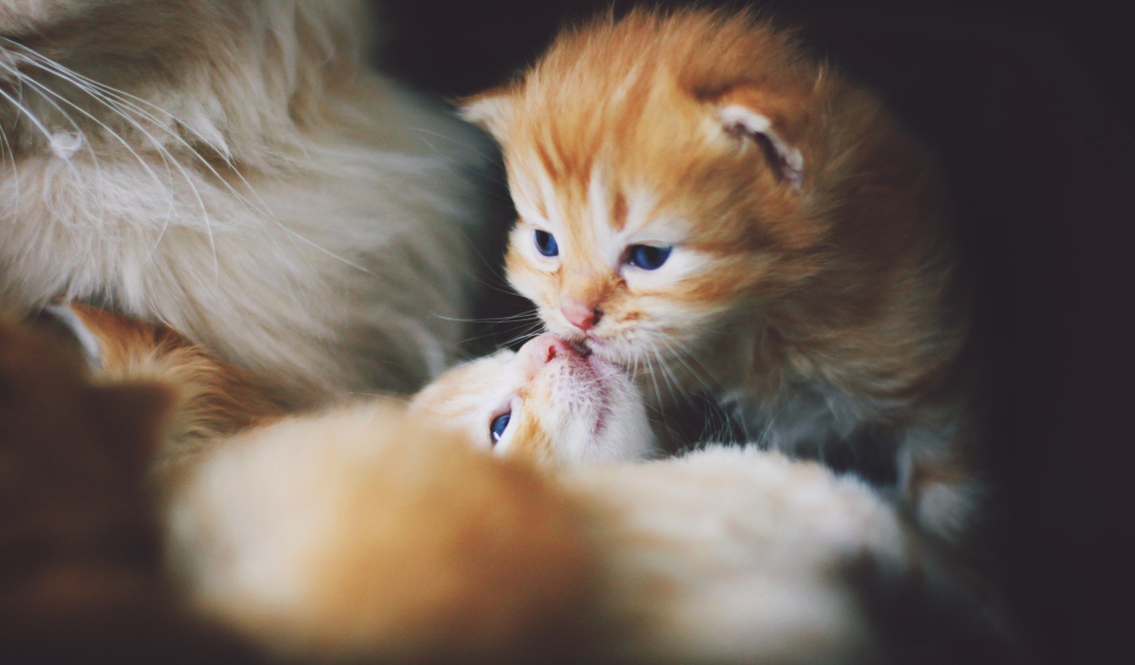 Маленькие милые рыжие котята