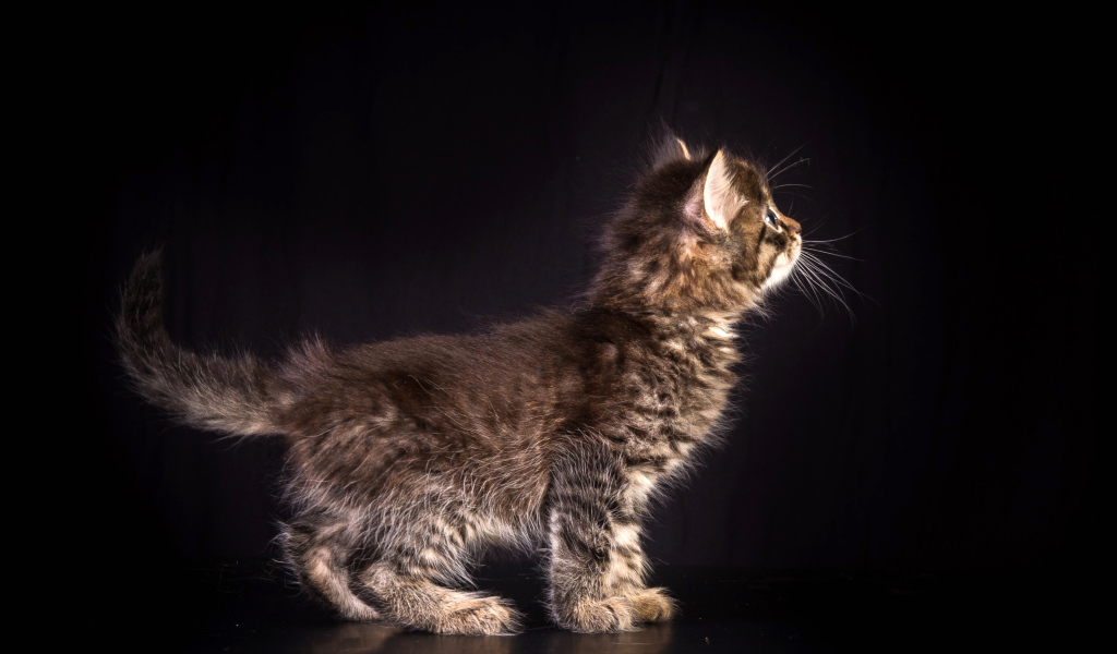 Маленький пушистый серый котенок на черном фоне