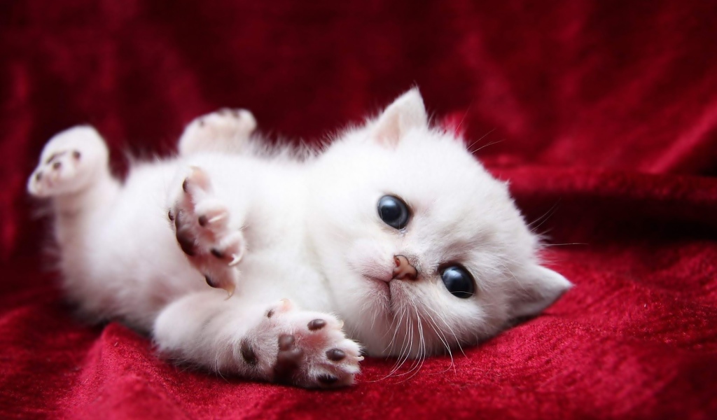 Маленький пушистый котенок турецкой ангоры