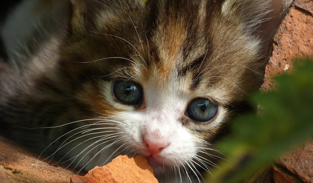 Маленький забавный котенок