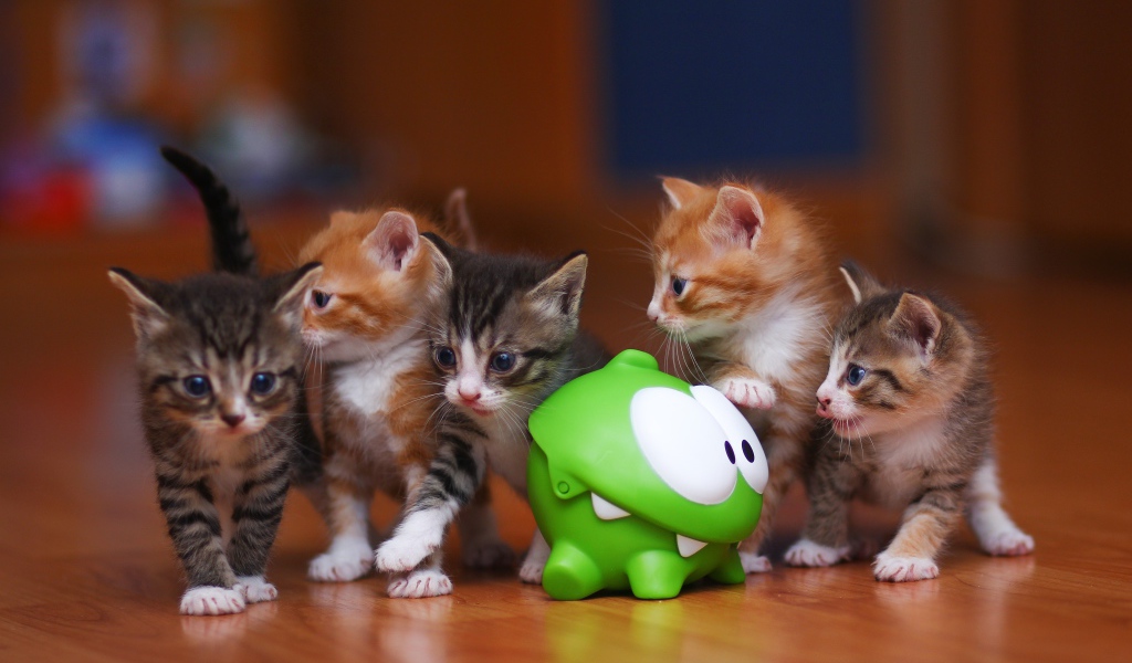 Маленькие смешные котята с зеленой игрушкой