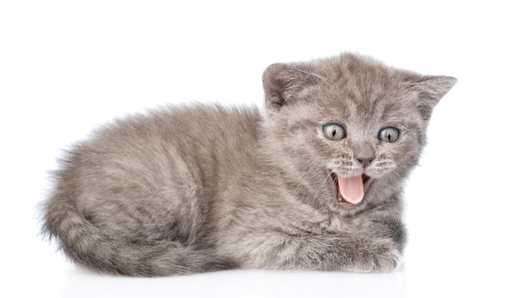 Маленький серый котенок в высунутым языком