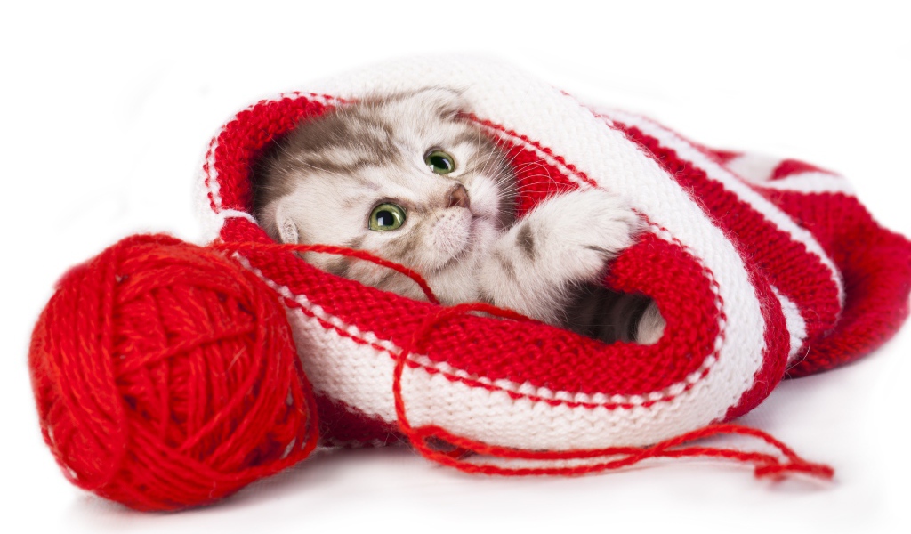 Маленький котенок спит в вязаной шапке