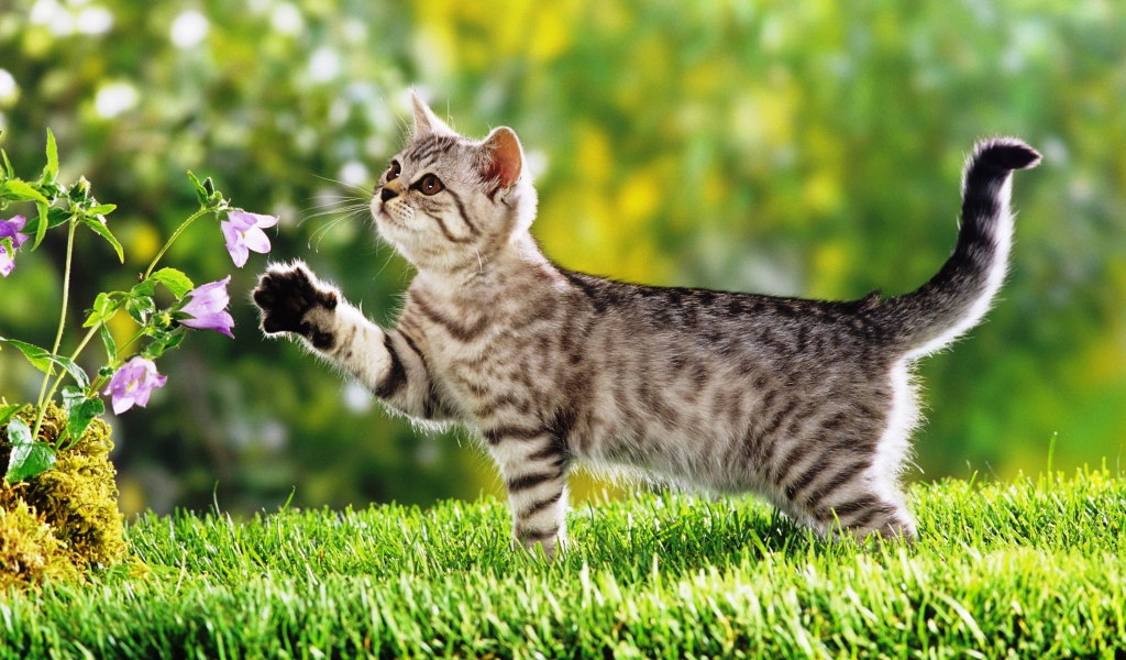 Маленький  котенок гуляет по зеленой траве