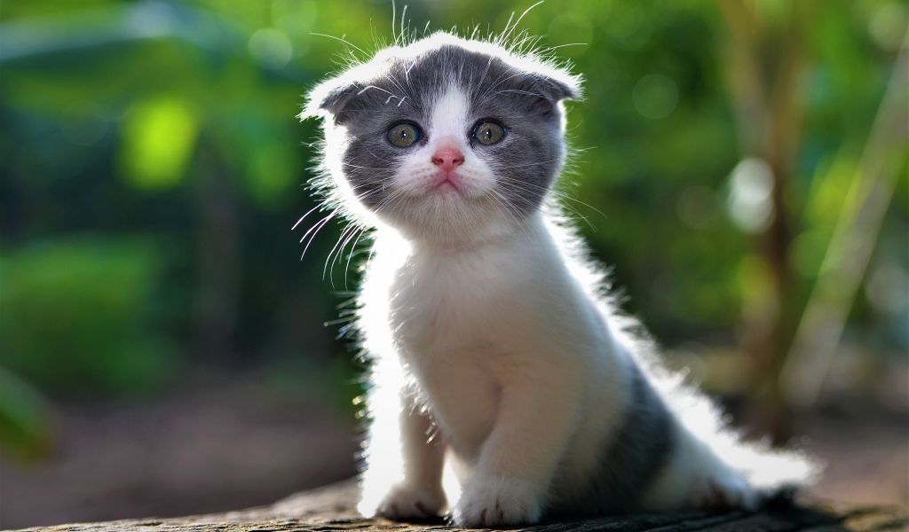 Маленький вислоухий серо-белый котенок